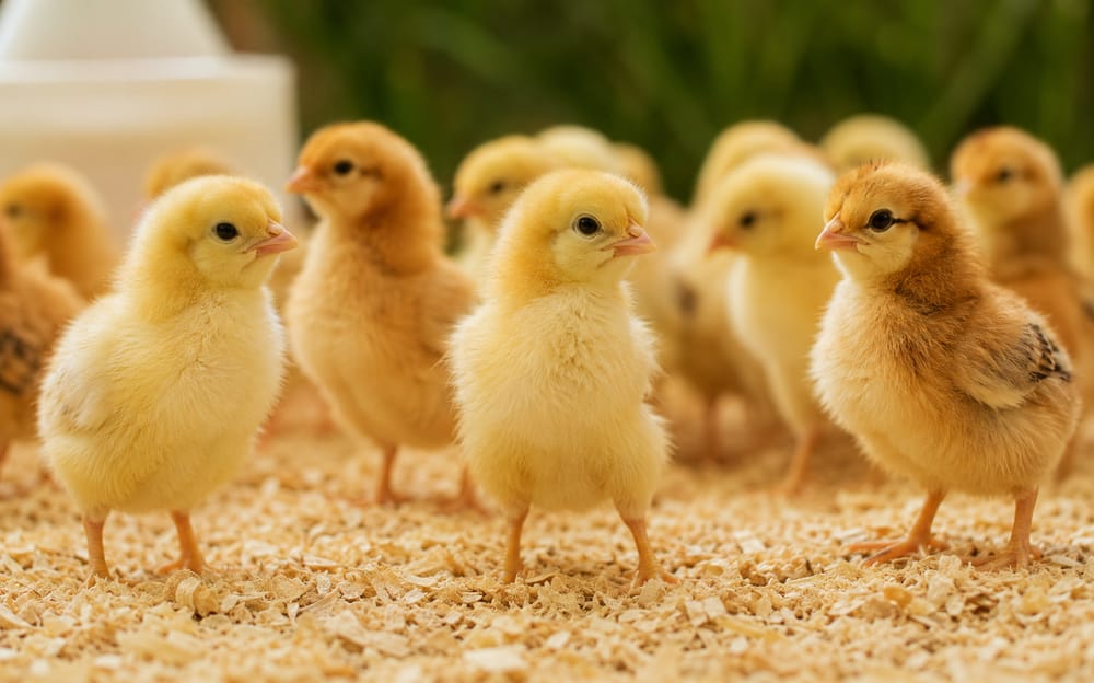 Day-old chicks on bedding